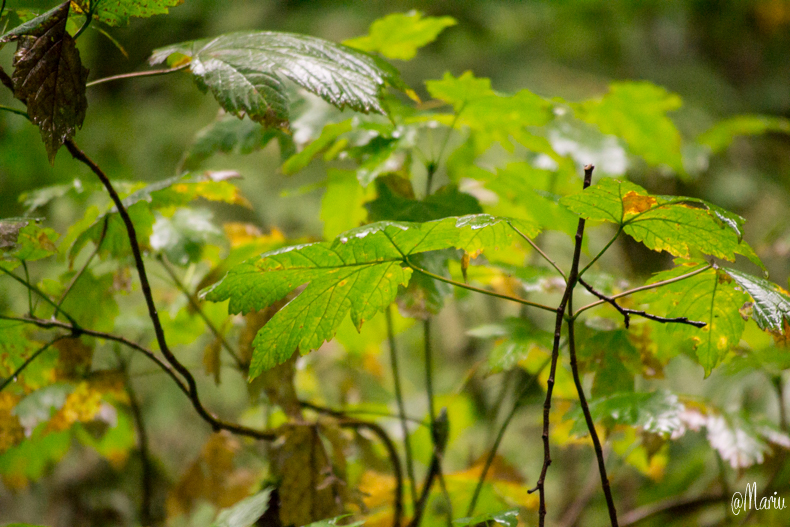 norway27 de agosto de 2015-DSC_0721