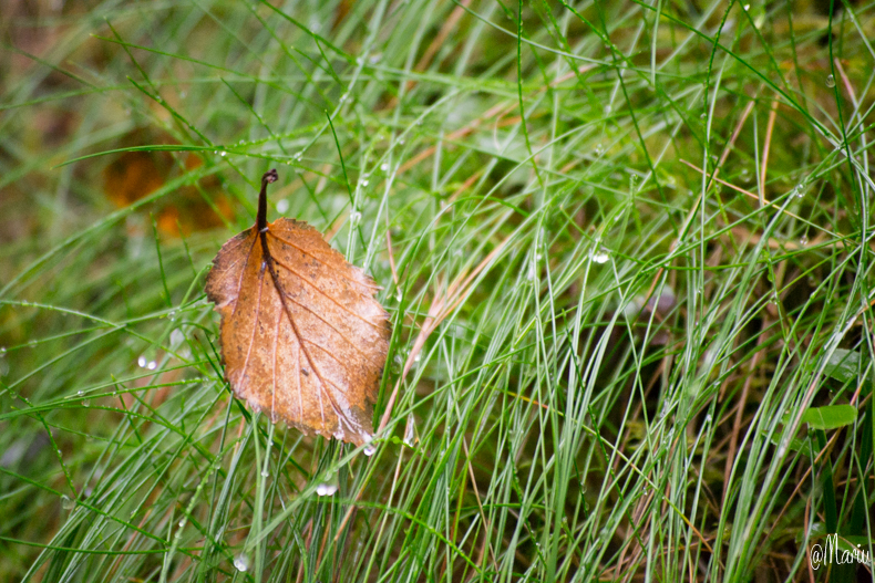 norway27 de agosto de 2015-DSC_0742