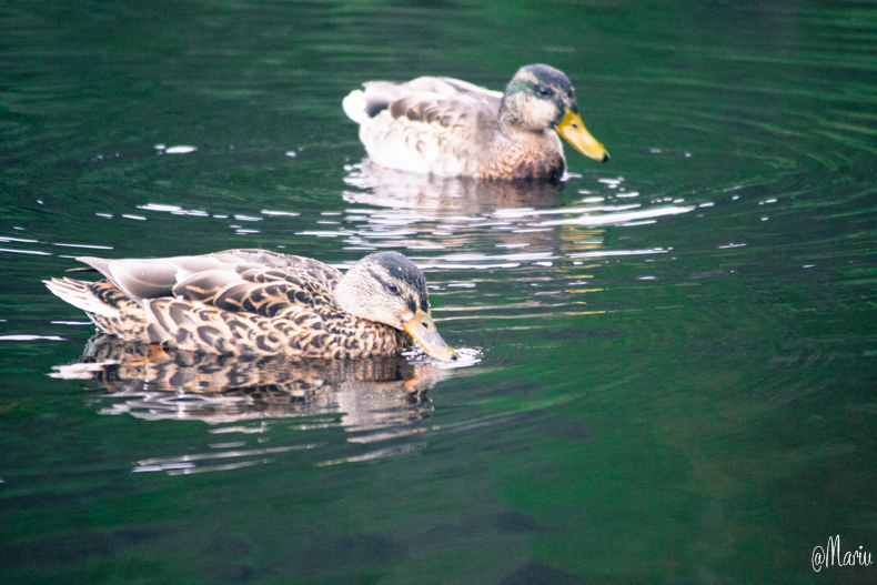 norway27 de agosto de 2015-DSC_0823